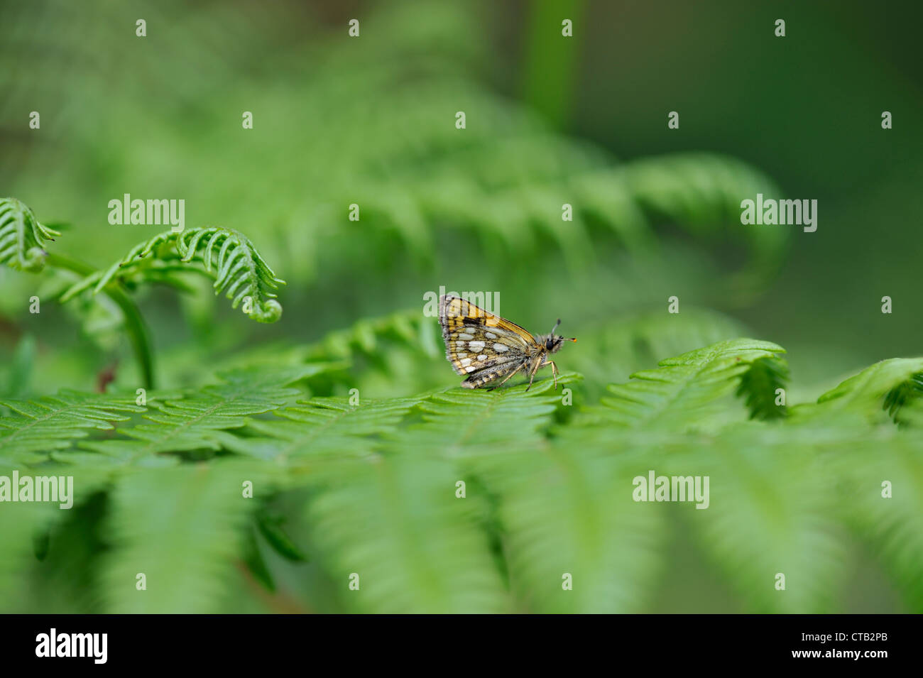 Chequered skipper butterfly (Carterocephalus palaemon) Stock Photo