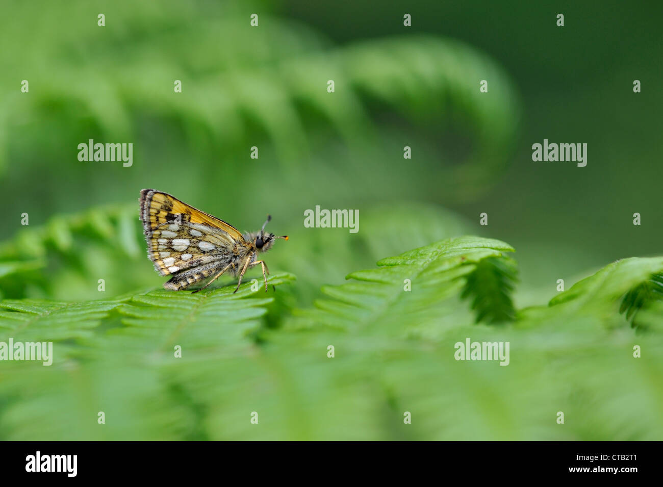 Chequered skipper butterfly (Carterocephalus palaemon) Stock Photo
