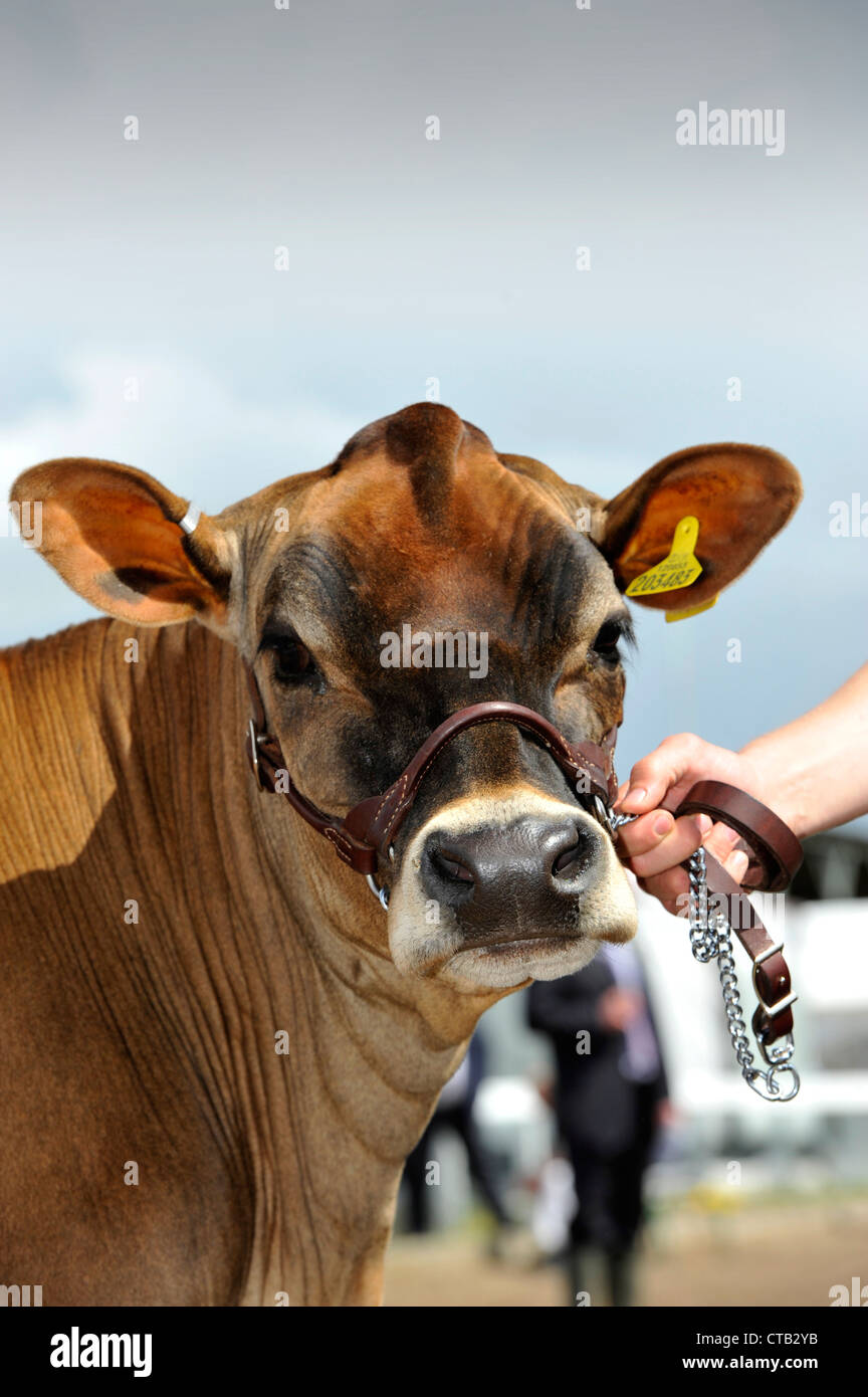 Jersey heifer on halter at an agricultural show in the UK Stock Photo