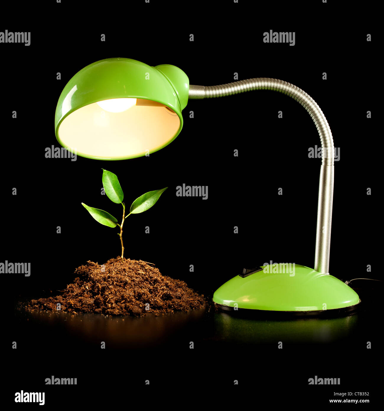 Young sprout and table lamp on a black background ... Stock Photo