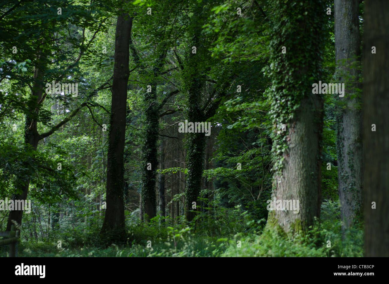 Mixed forest in an English park. Stock Photo