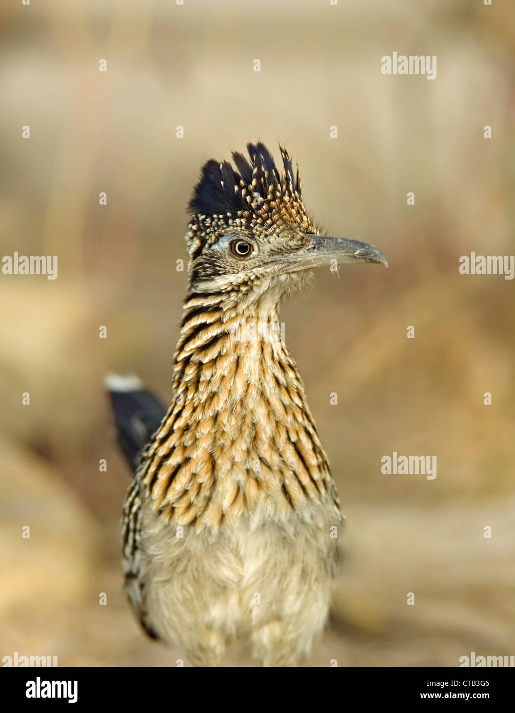 Vertical image of a Greater Roadrunner in Rio Grande Valley, Texas ...