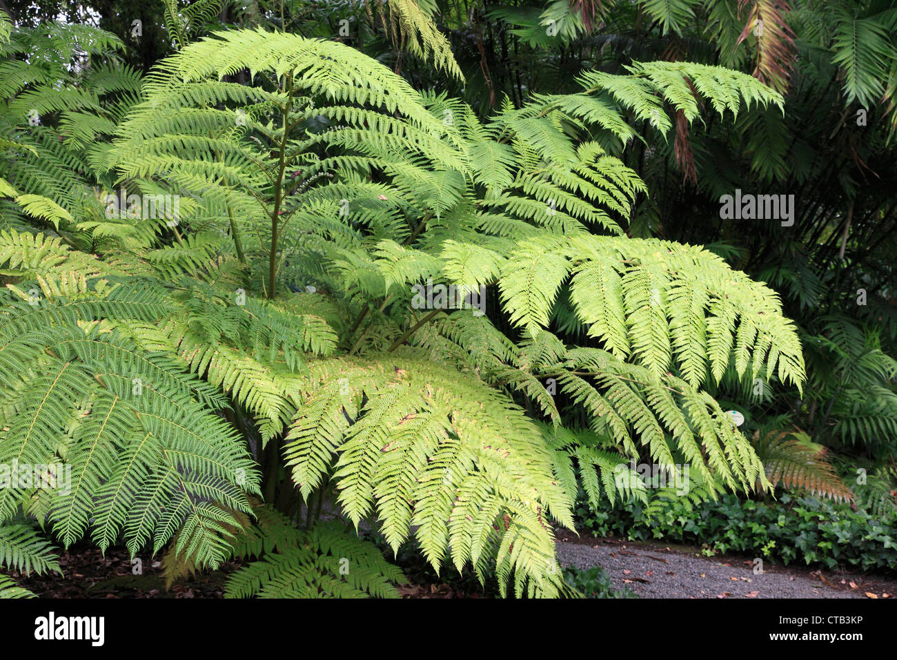 Spain, Canary Islands, Tenerife, arboreal fern, sphaeropteris cooperi, Stock Photo