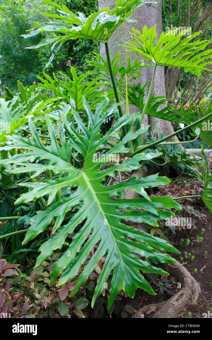 Spain, Canary Islands, Tenerife, lacy tree philodendron, philodendron selloum, Stock Photo