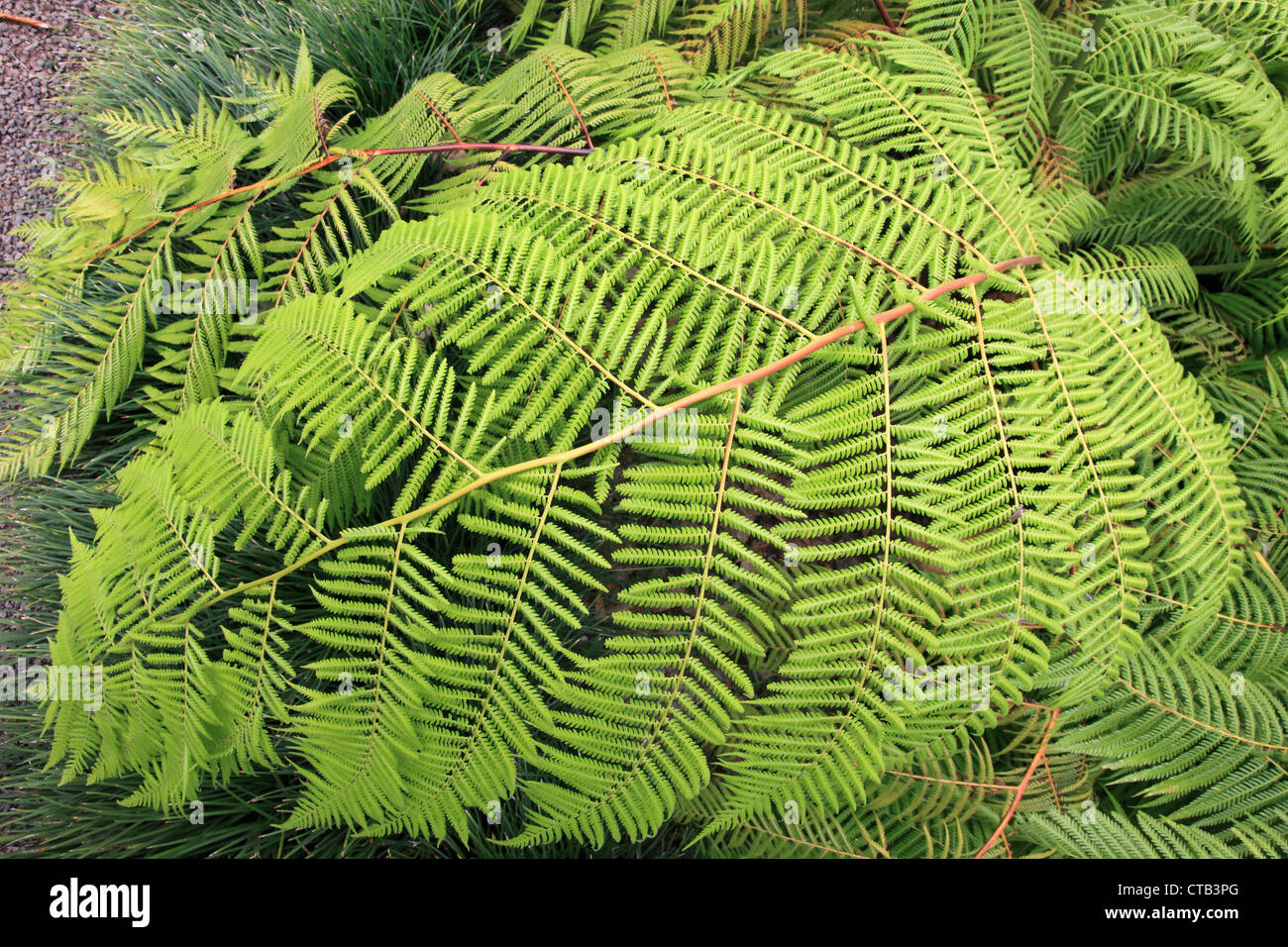 Spain, Canary Islands, Tenerife, Mexican tree fern, cibotium schiedei, Stock Photo