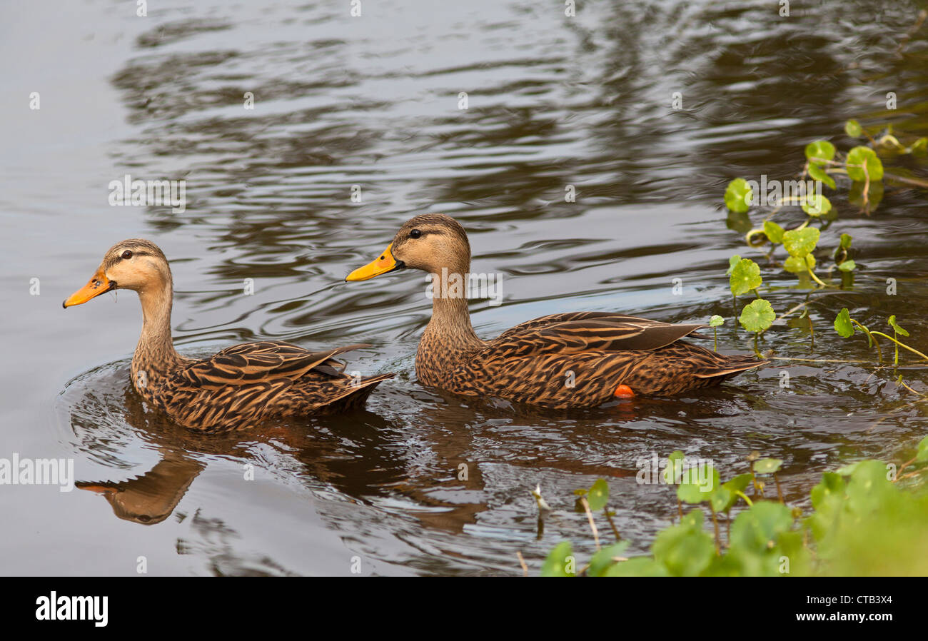 Mottled Duck pair swimming in pond in Florida Stock Photo