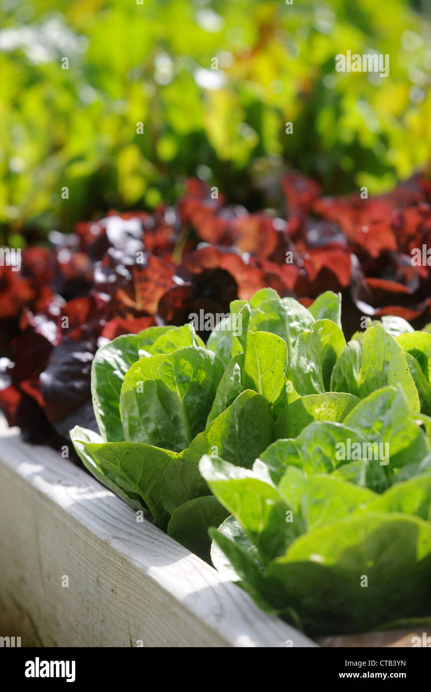 Salad leaves growing in raised vegetable beds UK Stock Photo Alamy