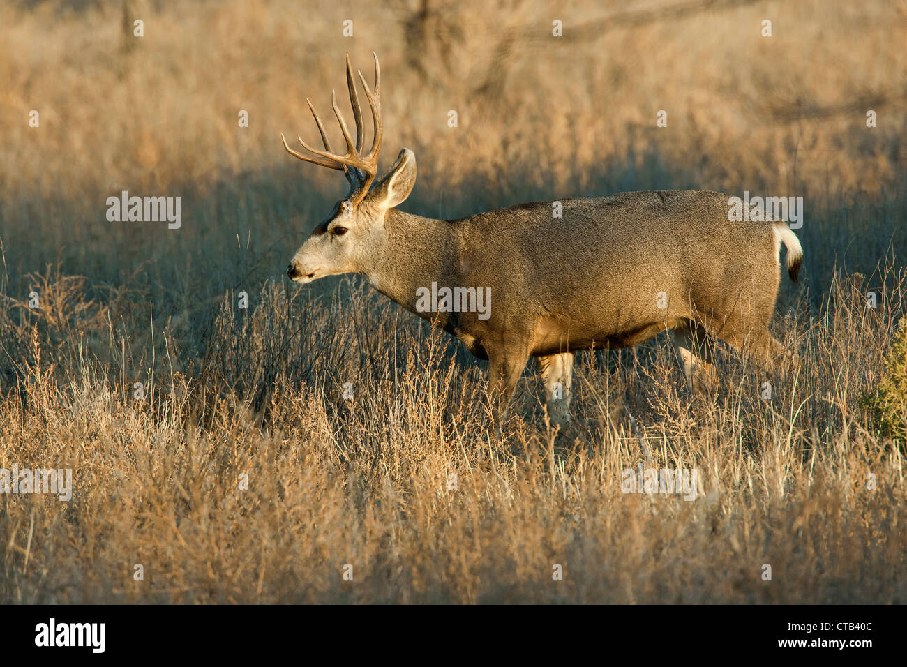 Point Mule Deer Black Tailed Deer High Resolution Stock