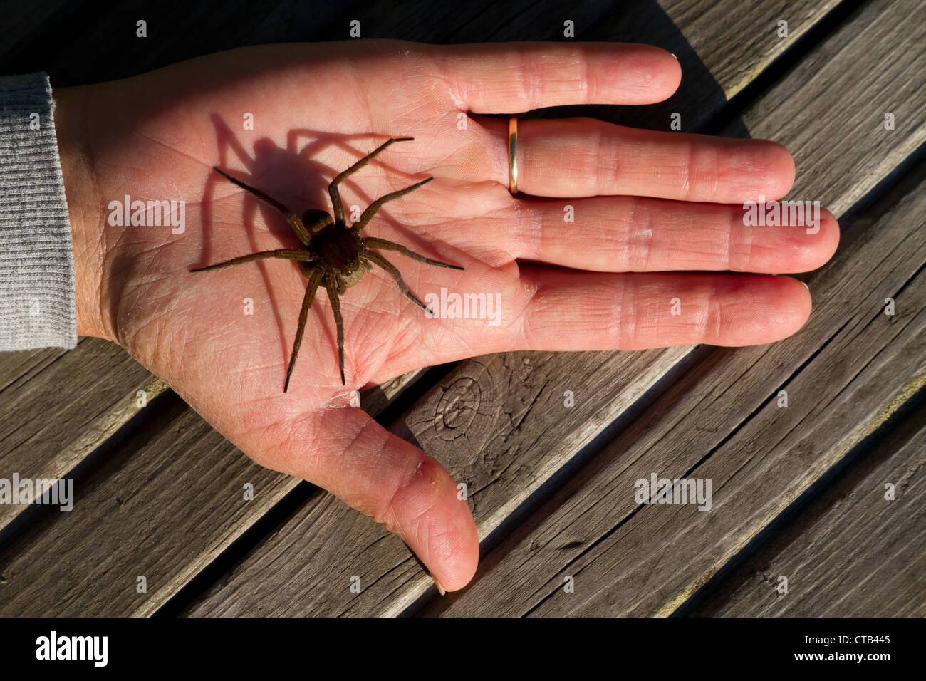 Fen Raft spider - Dolomedes plantarius, in the palm of a hand, carrying an egg sac. Stock Photo