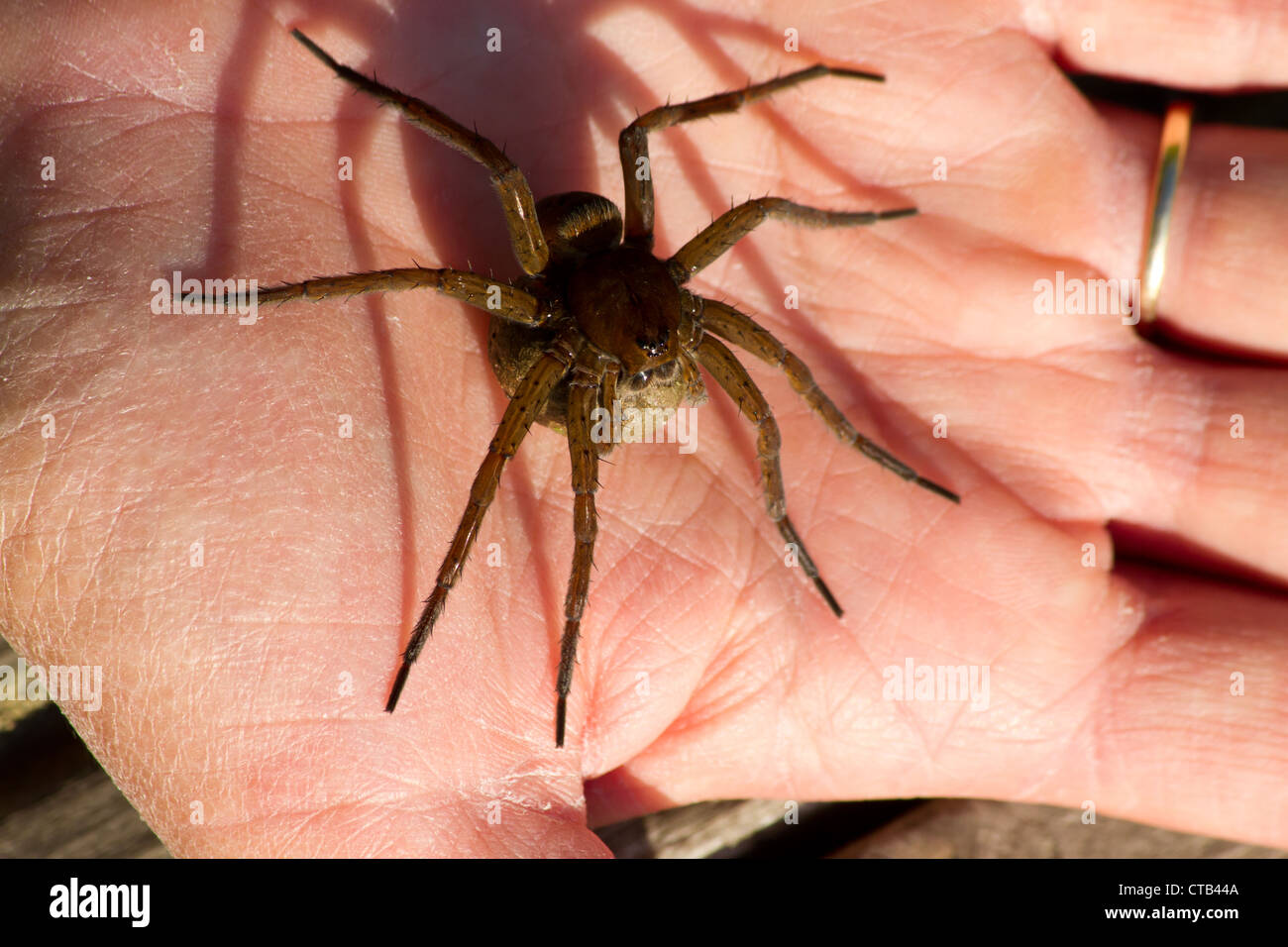 Fen Raft spider - Dolomedes plantarius, in the palm of a hand, carrying an egg sac. Stock Photo