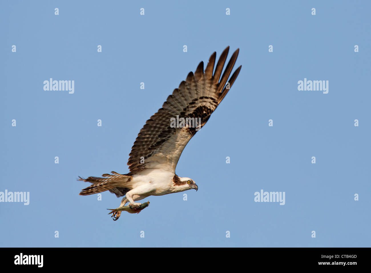 Male Osprey flying with fish in its talons, bringing it to female on