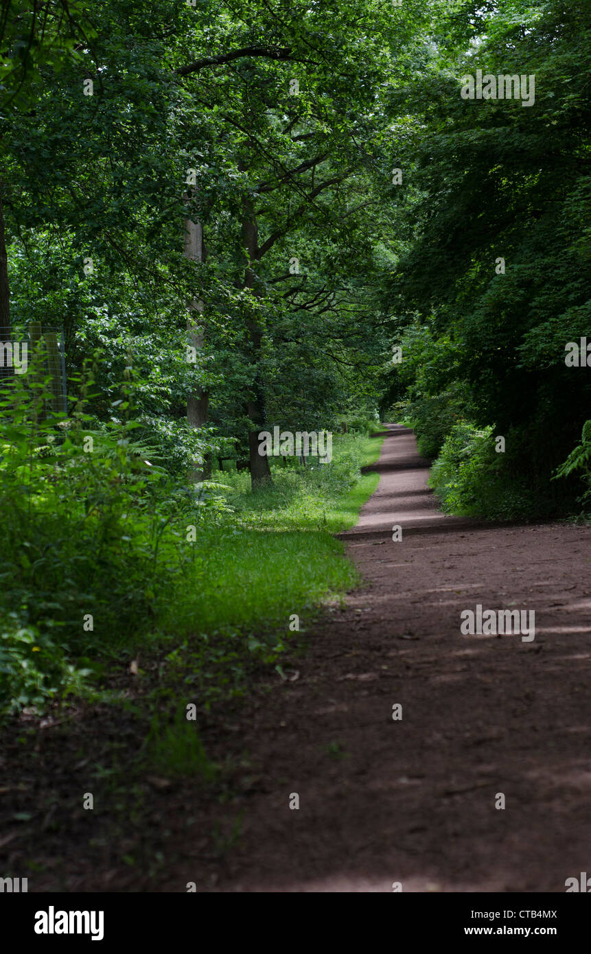 A wide path leading through mature English woodland. Stock Photo