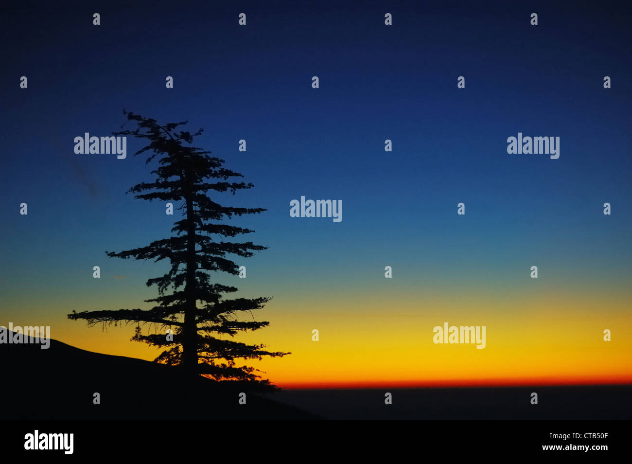 Silhouette of pine tree at sunrise Stock Photo - Alamy