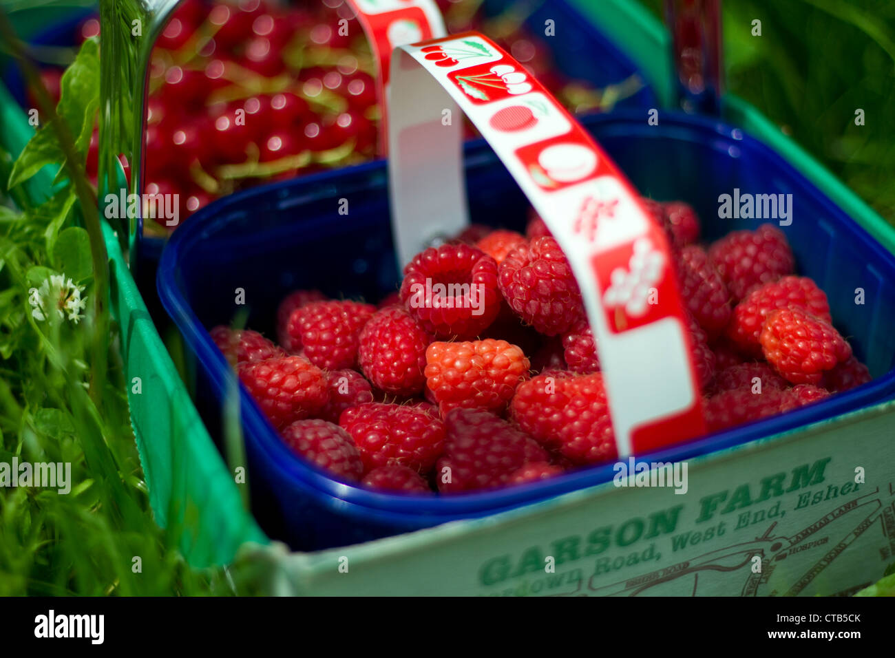 Fresh raspberries at a pick your own farm in Esher, Surrey Stock Photo