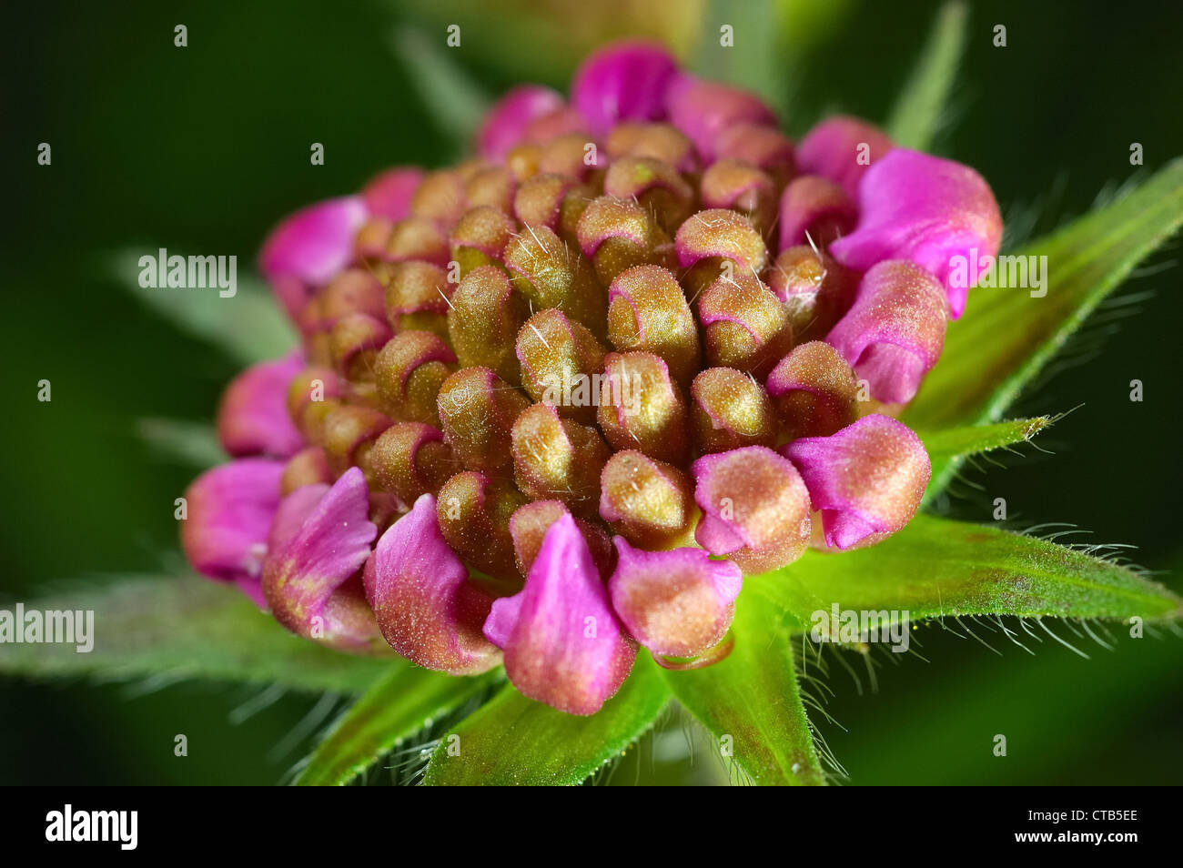 Rover Flower Close up of Red Clover flower Stock Photo - Alamy