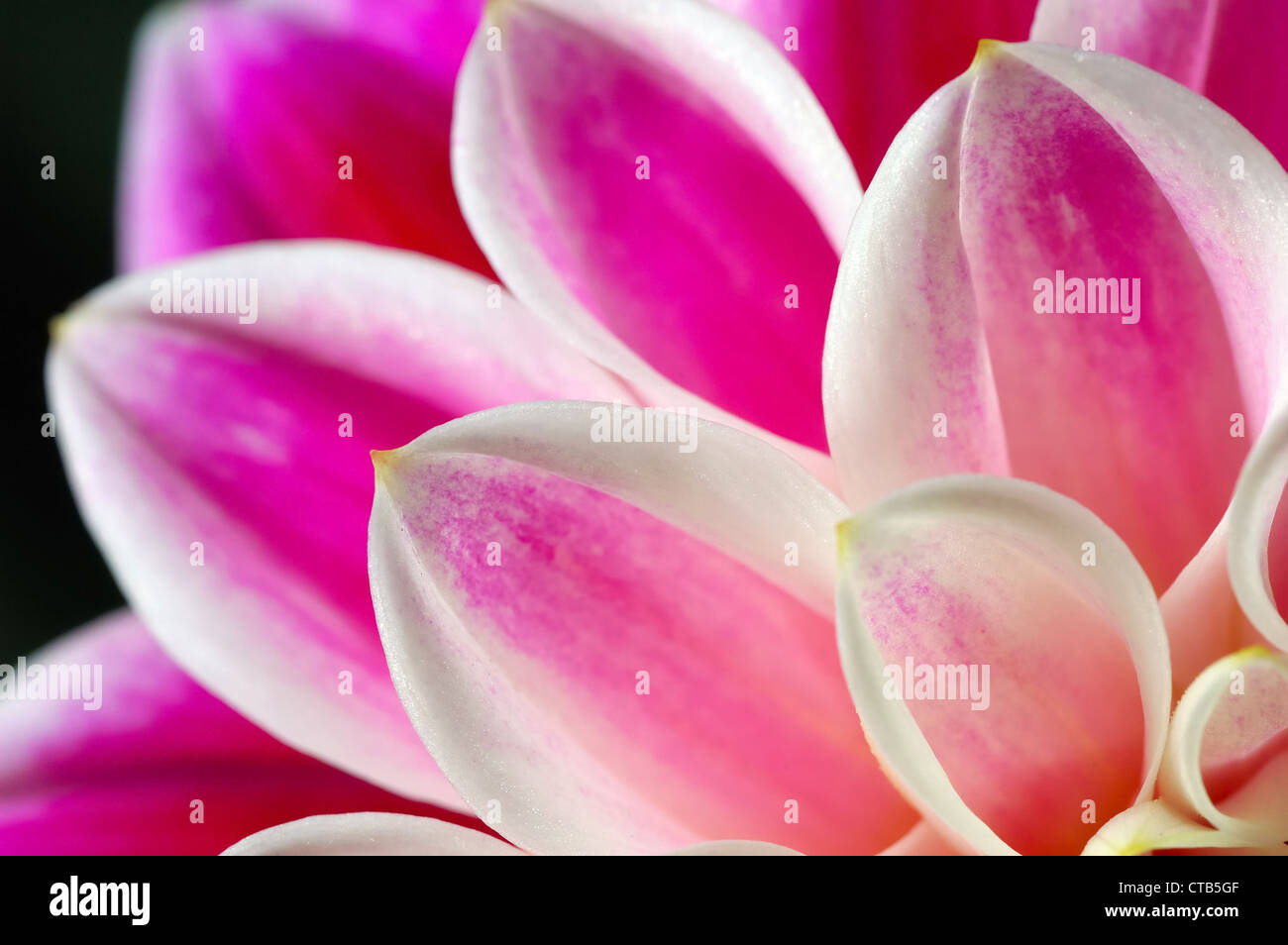 Close-up of pink dahlia flower Stock Photo - Alamy