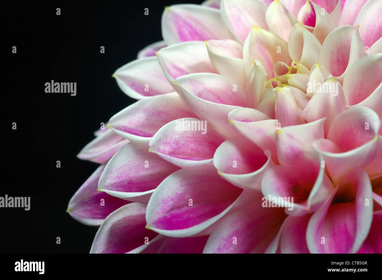 Close-up of pink dahlia flower Stock Photo - Alamy