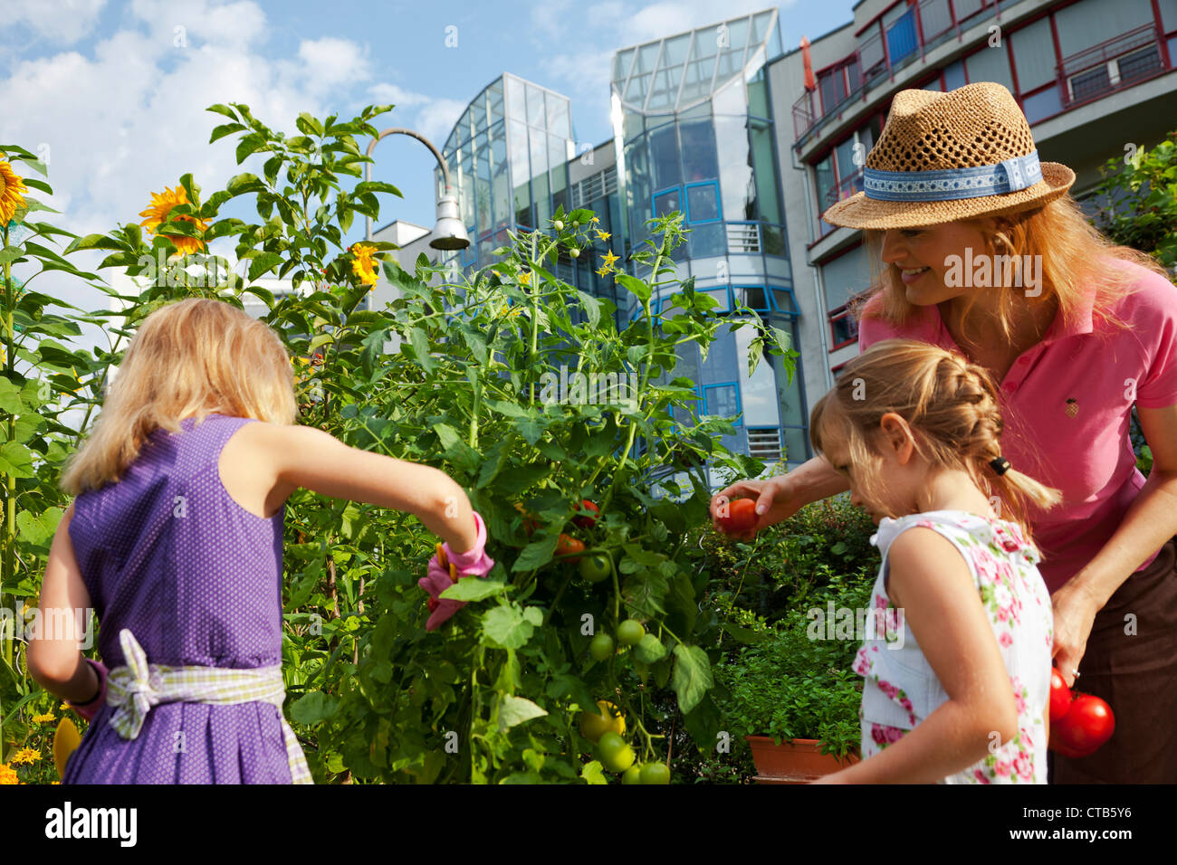 Family, mother and two girls harvesting tomatoes, Urban Gardening, Urban Farming, Stuttgart, Baden Wurttemberg, Germany Stock Photo