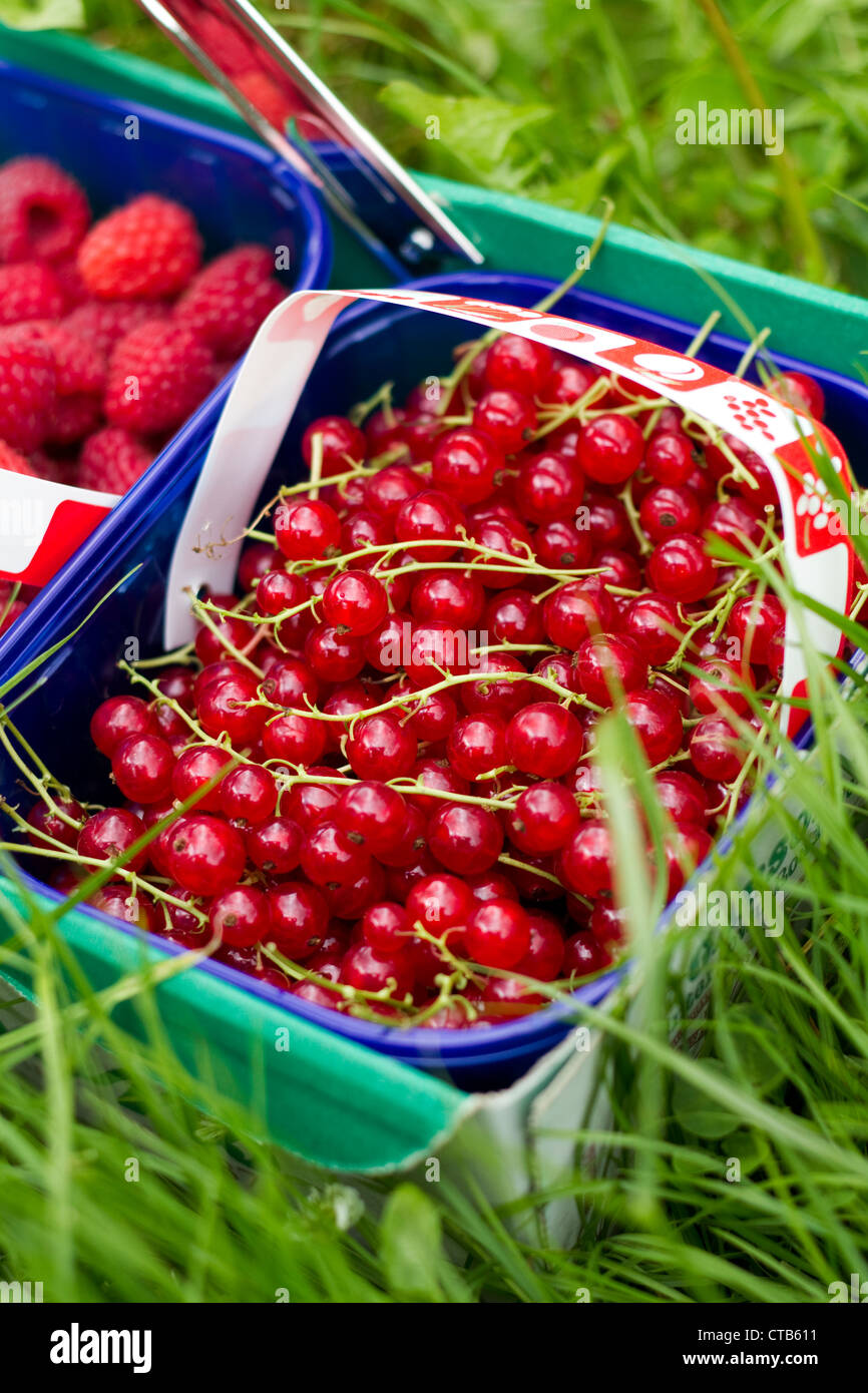 Fresh redcurrants at a pick your own farm in Esher, Surrey Stock Photo