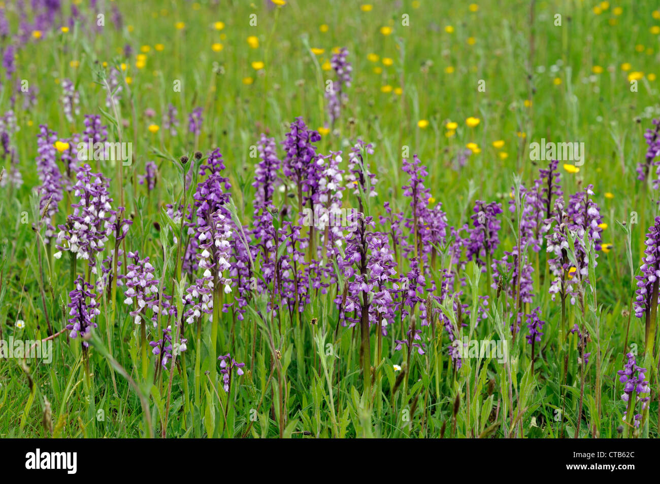 Green-winged orchids (Orchis morio) Stock Photo