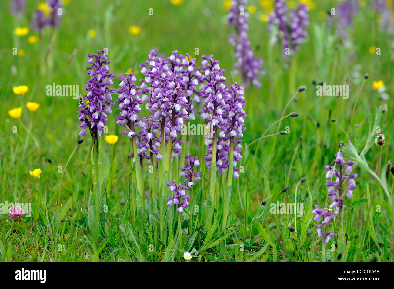 Green-winged orchids (Orchis morio) Stock Photo
