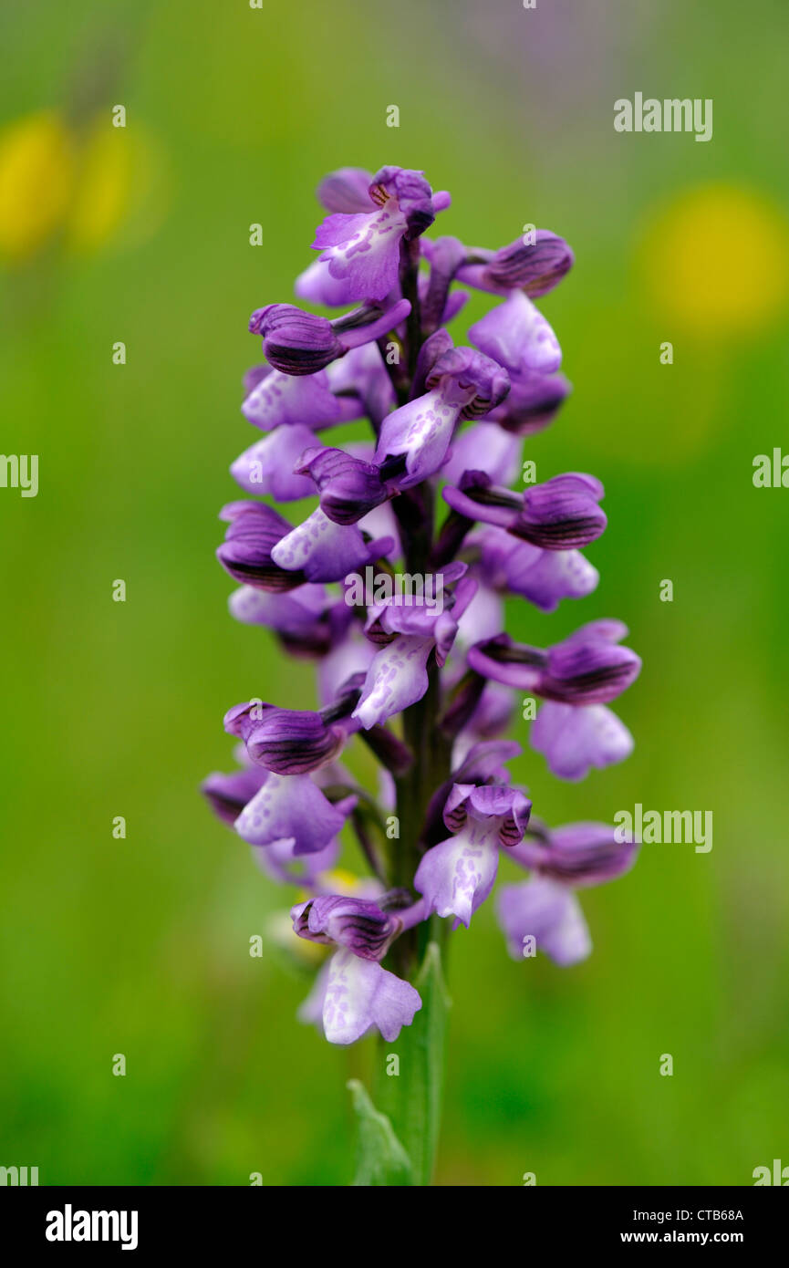 Green-winged orchid (Orchis morio) Stock Photo