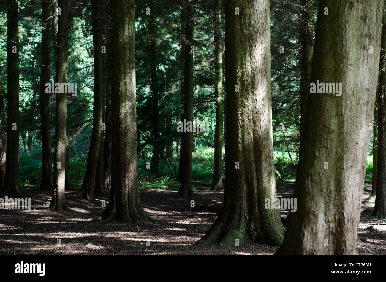 Dappled pine wood trunks under the canopy. Stock Photo