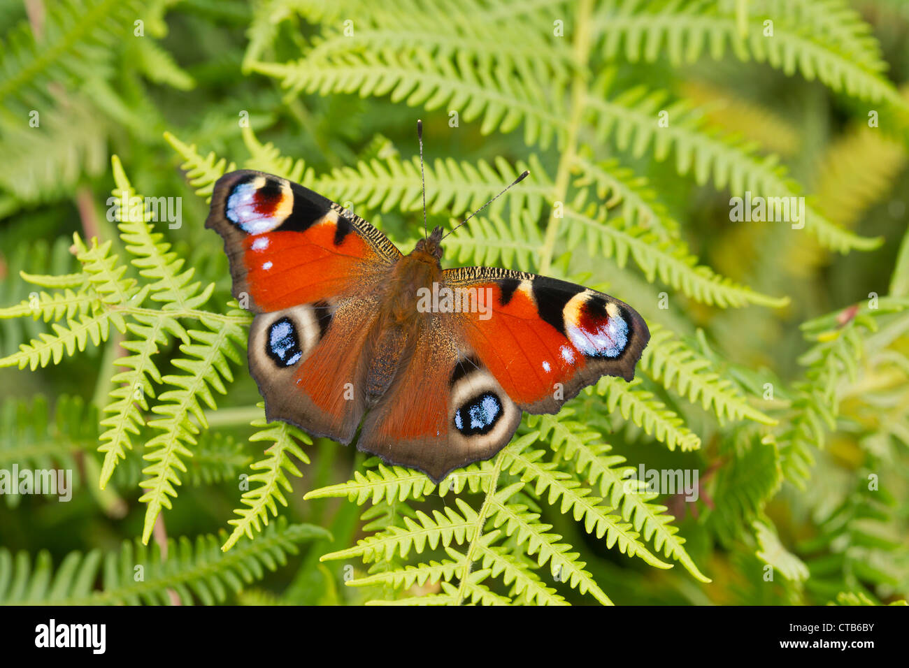Peacock Inachis io adult basking on bracken frond at Barkbooth Lot, Cumbria in July. Stock Photo