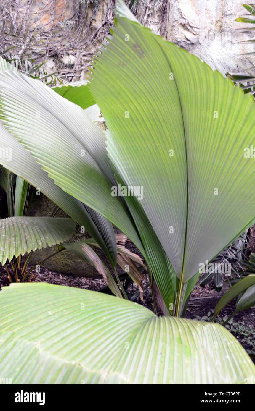 silver joey palm (johannesteijsmannia magnifica Stock Photo - Alamy