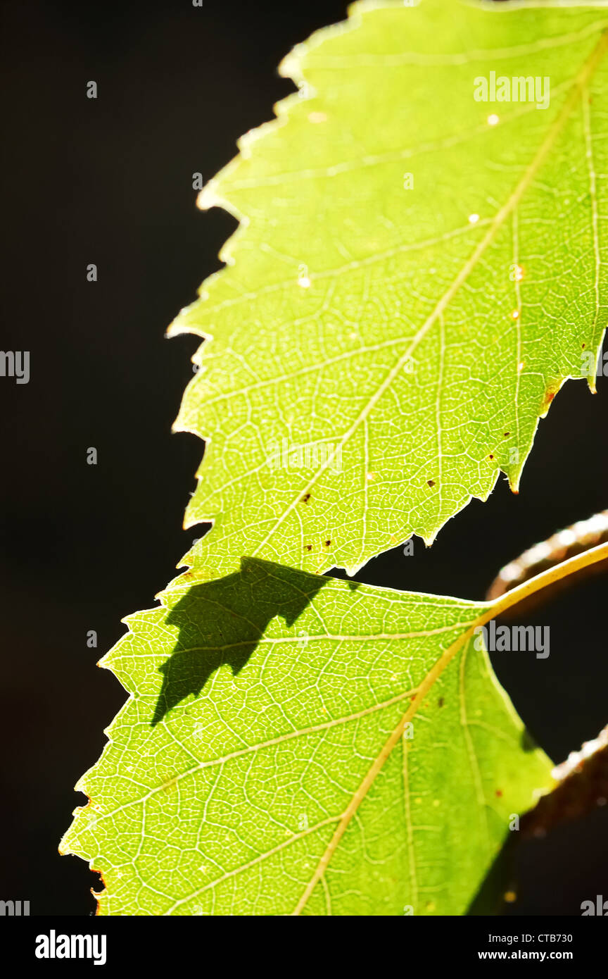 Two green leaves in back-light Stock Photo - Alamy