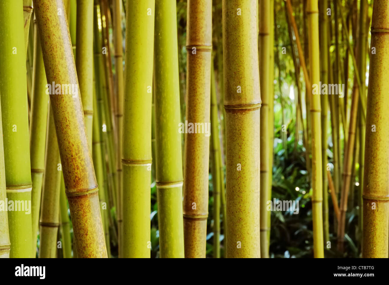 Bamboo forest; day light; horizontal orientation Stock Photo