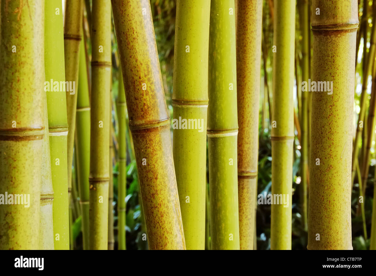 Bamboo forest; day light; horizontal orientation Stock Photo