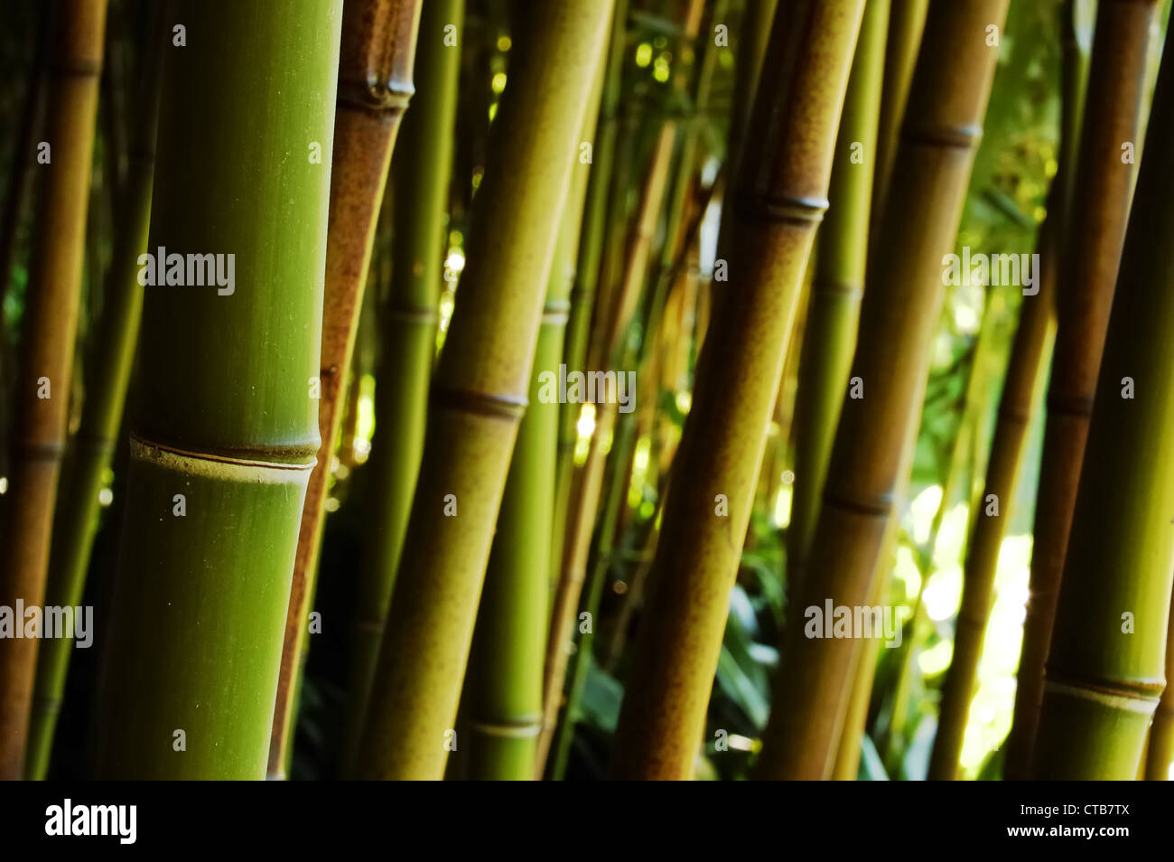 Bamboo forest; day light; horizontal orientation Stock Photo