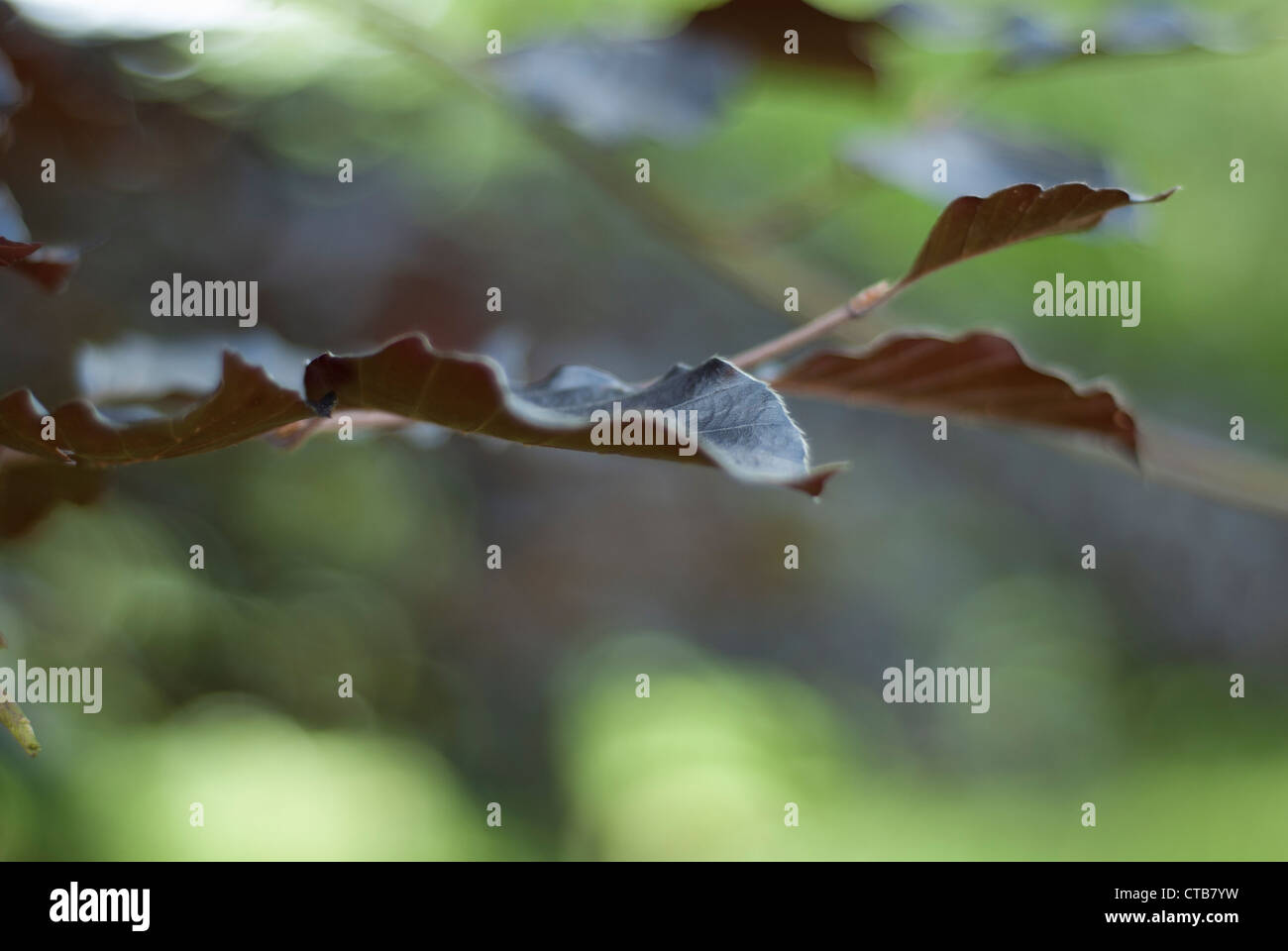 Closeup of copper beech leaves against a soft toned background of green and copper browns. Stock Photo