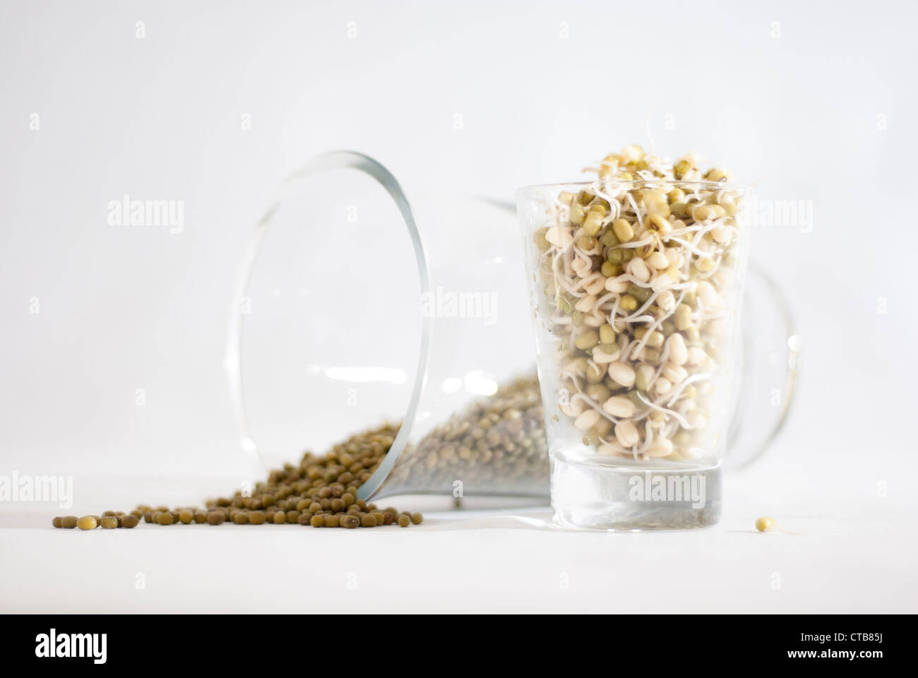 Mung bean sprouts and dry mung beans ready for sprouting in glass jars