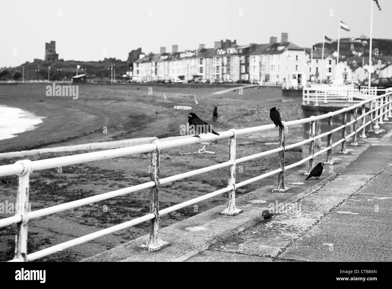 Ravens and Crows sitting on railings on a seaside promenade on a cloudy day in black and white. Stock Photo