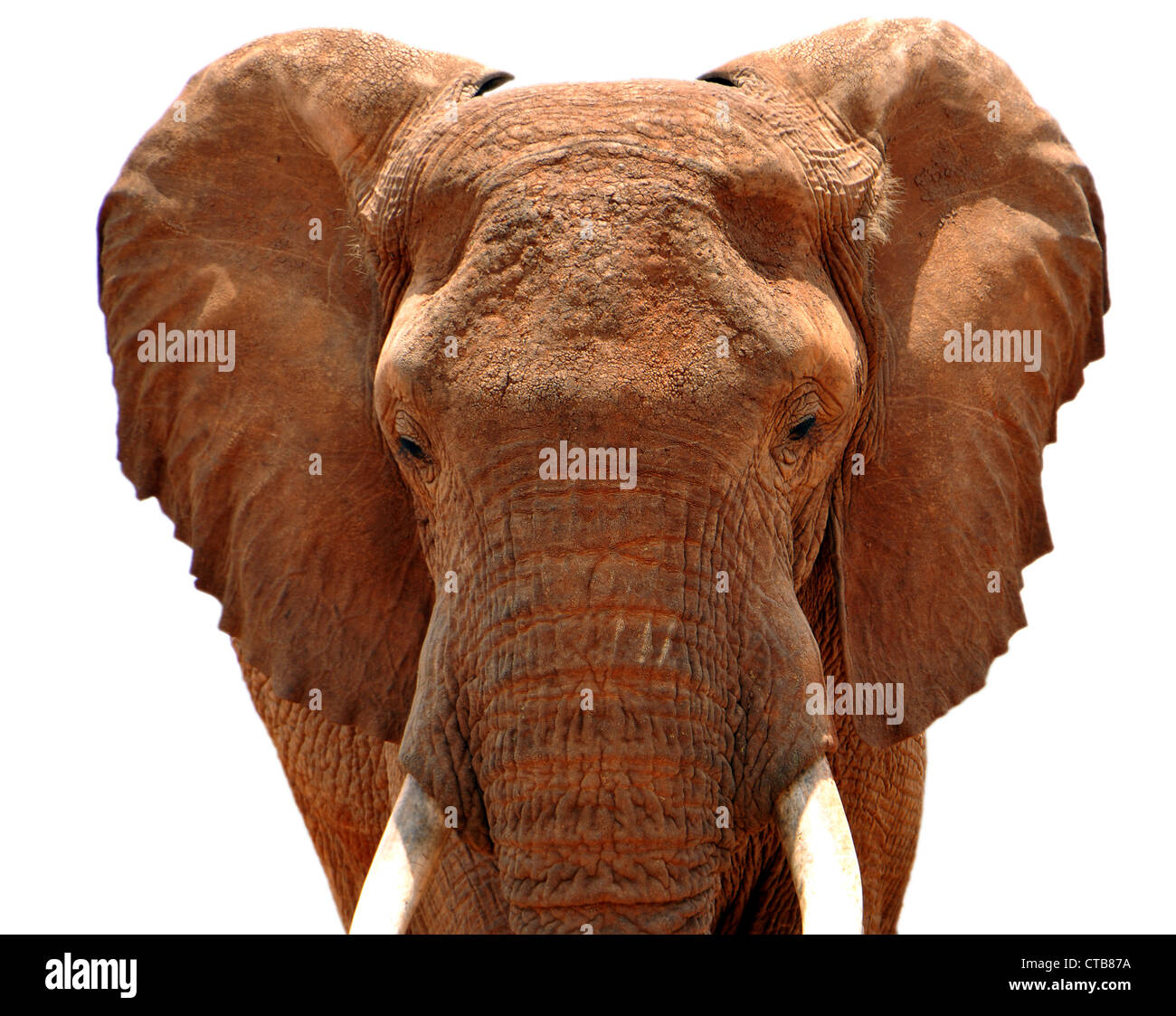 African Elephant isolated on white Stock Photo - Alamy