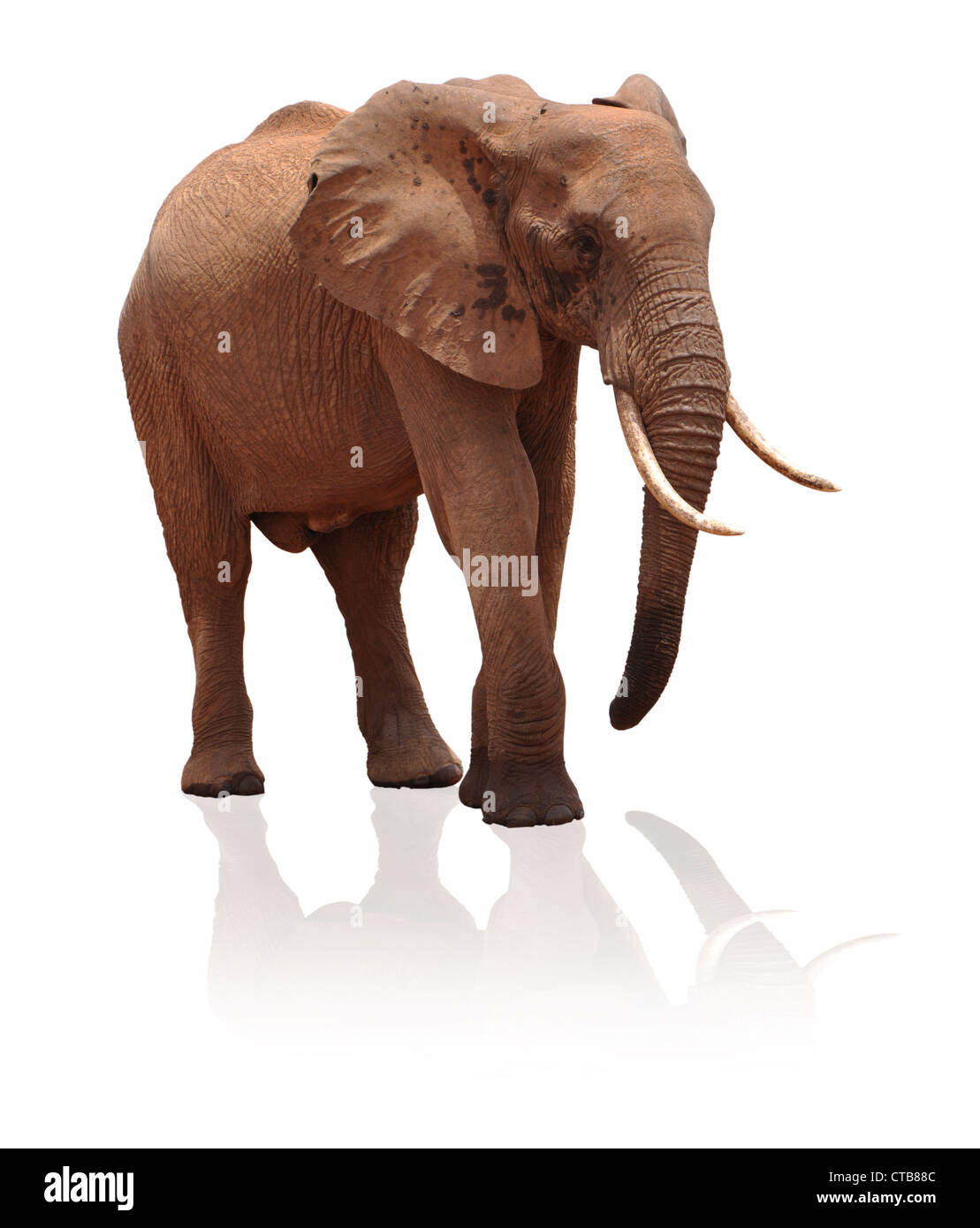 African Elephant isolated on white Stock Photo - Alamy