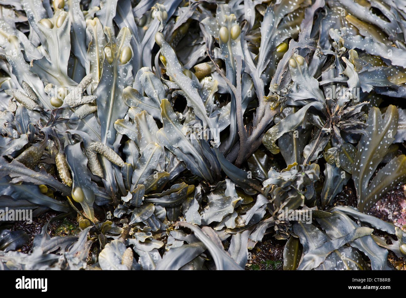 Seaweed (Fucus Vesiculosus) Stock Photo
