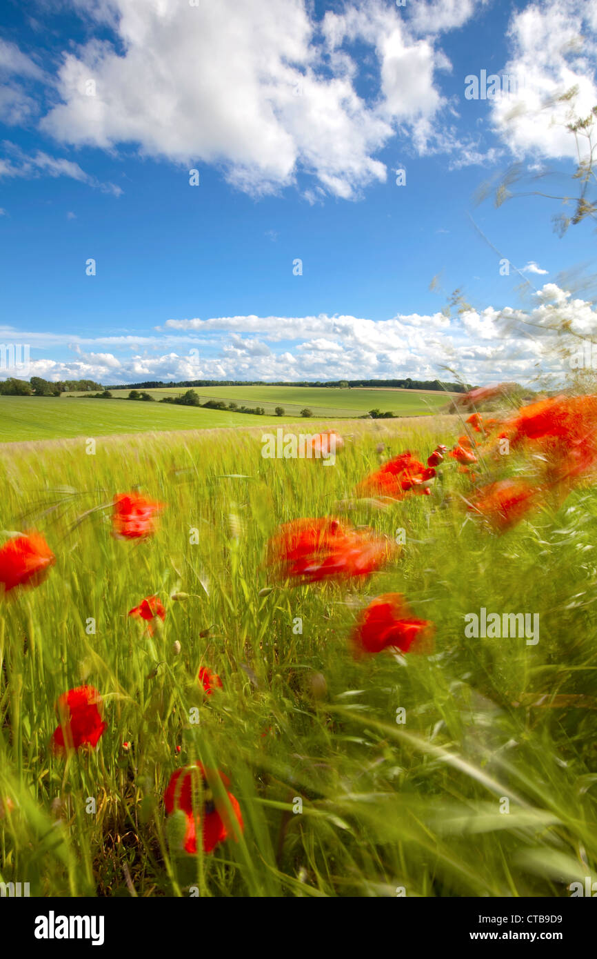 Poppies flowers blue sky clouds hi-res stock photography and images - Alamy