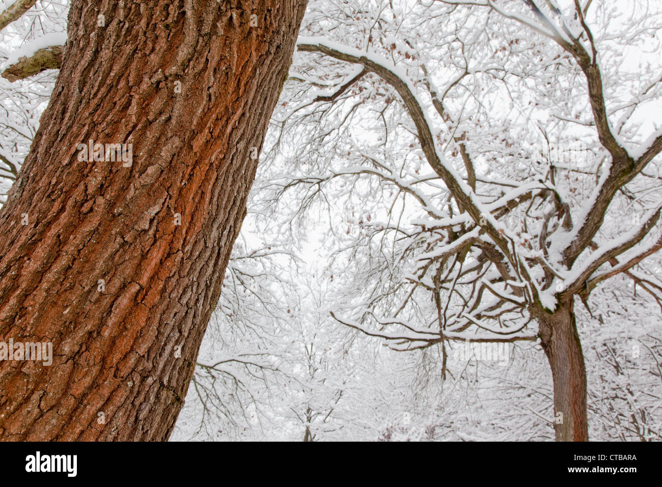 Detail of a oak tree in a snowy forest Stock Photo - Alamy