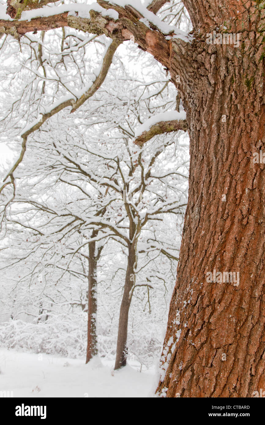 Detail of a oak tree in a snowy forest Stock Photo - Alamy