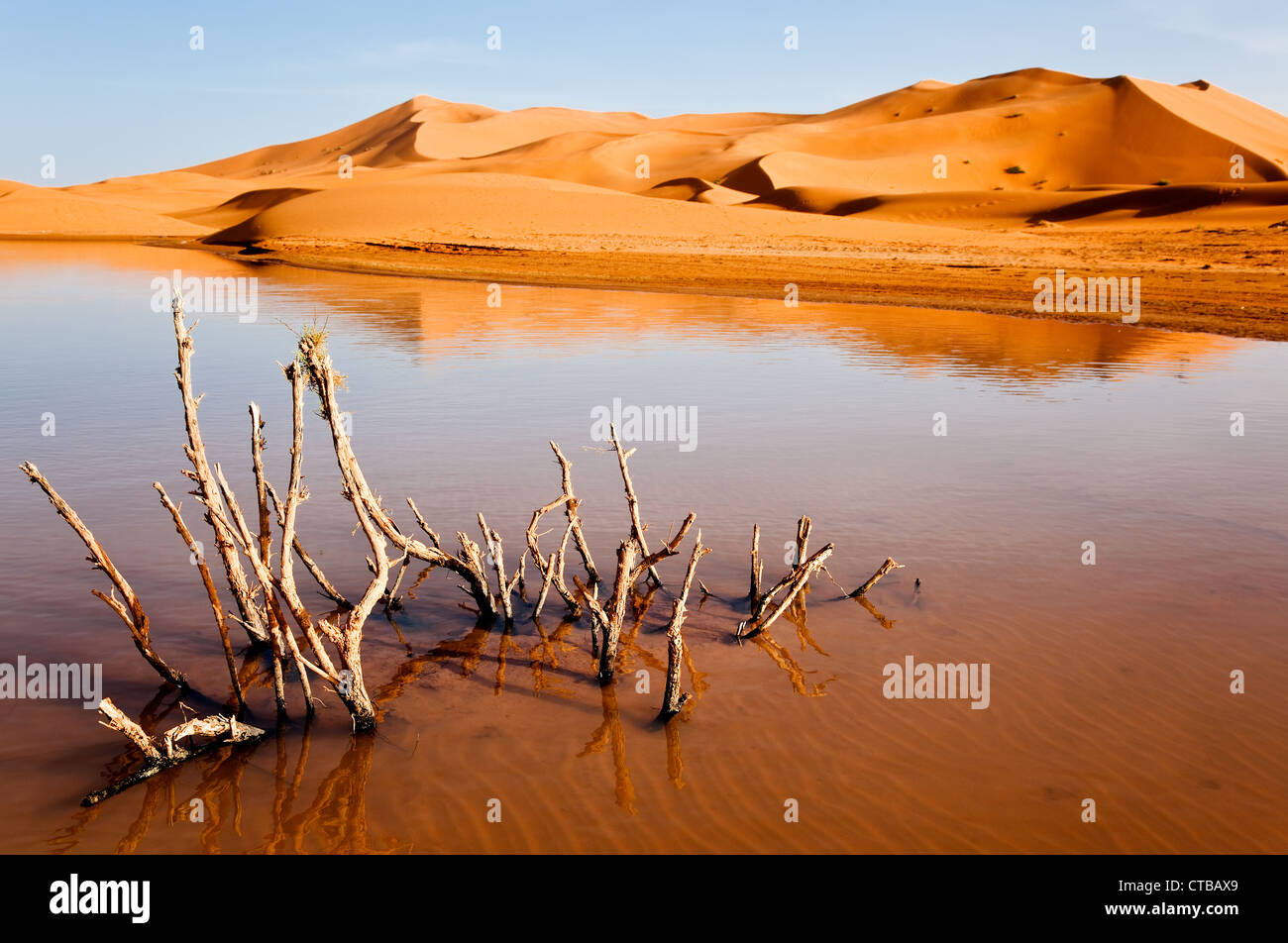 Dry plant in desert lake hi-res stock photography and images - Alamy