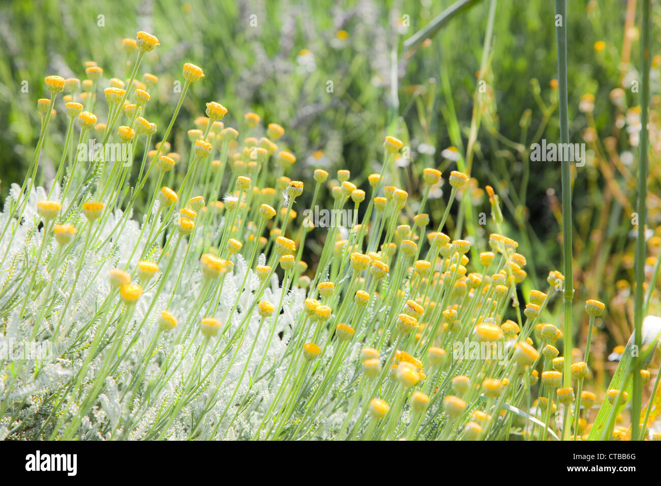 A Meadow of yellow chamomile; horizontal orientation Stock Photo