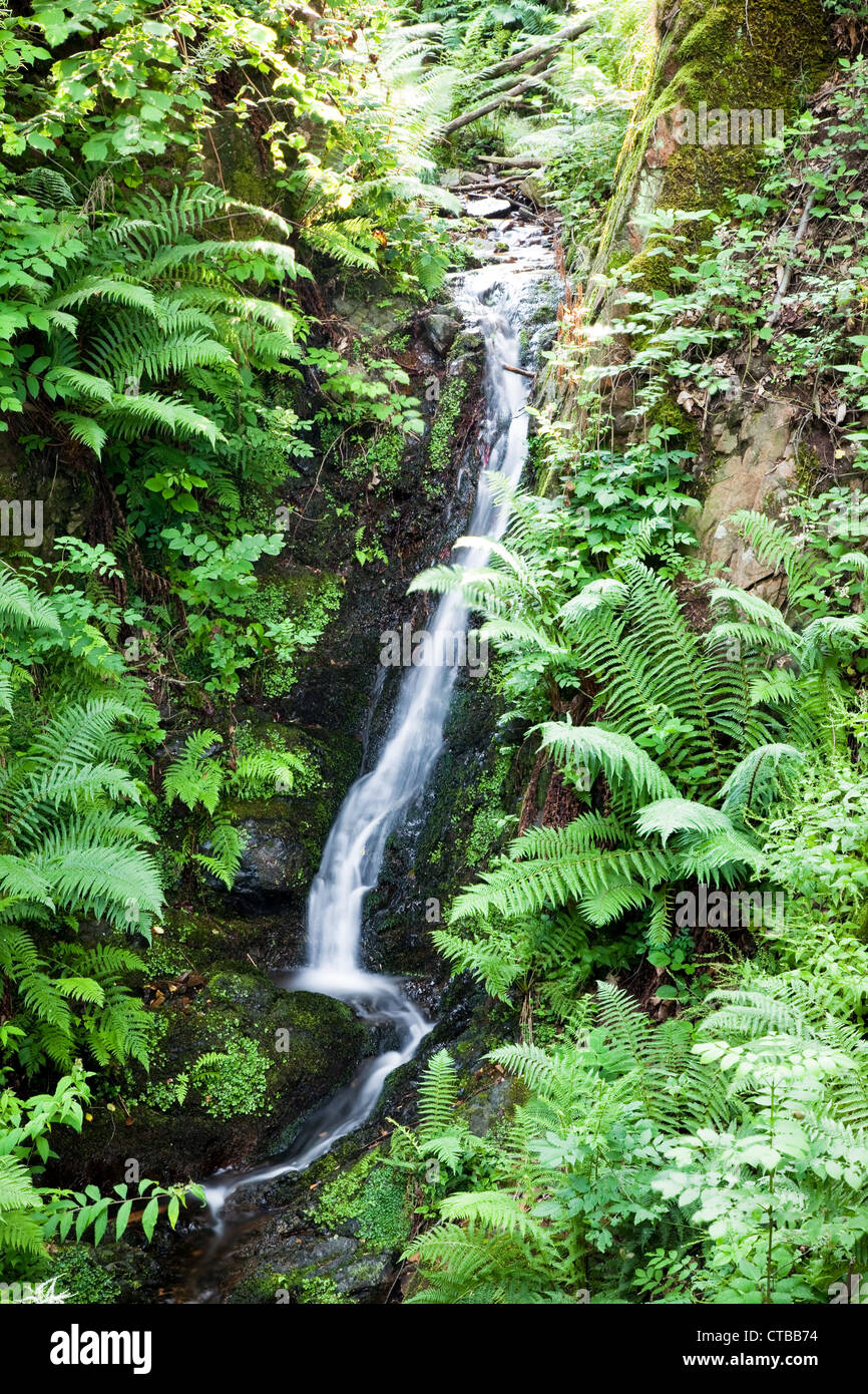 Small rapid mountain brook, springtime, vertical orientation Stock ...