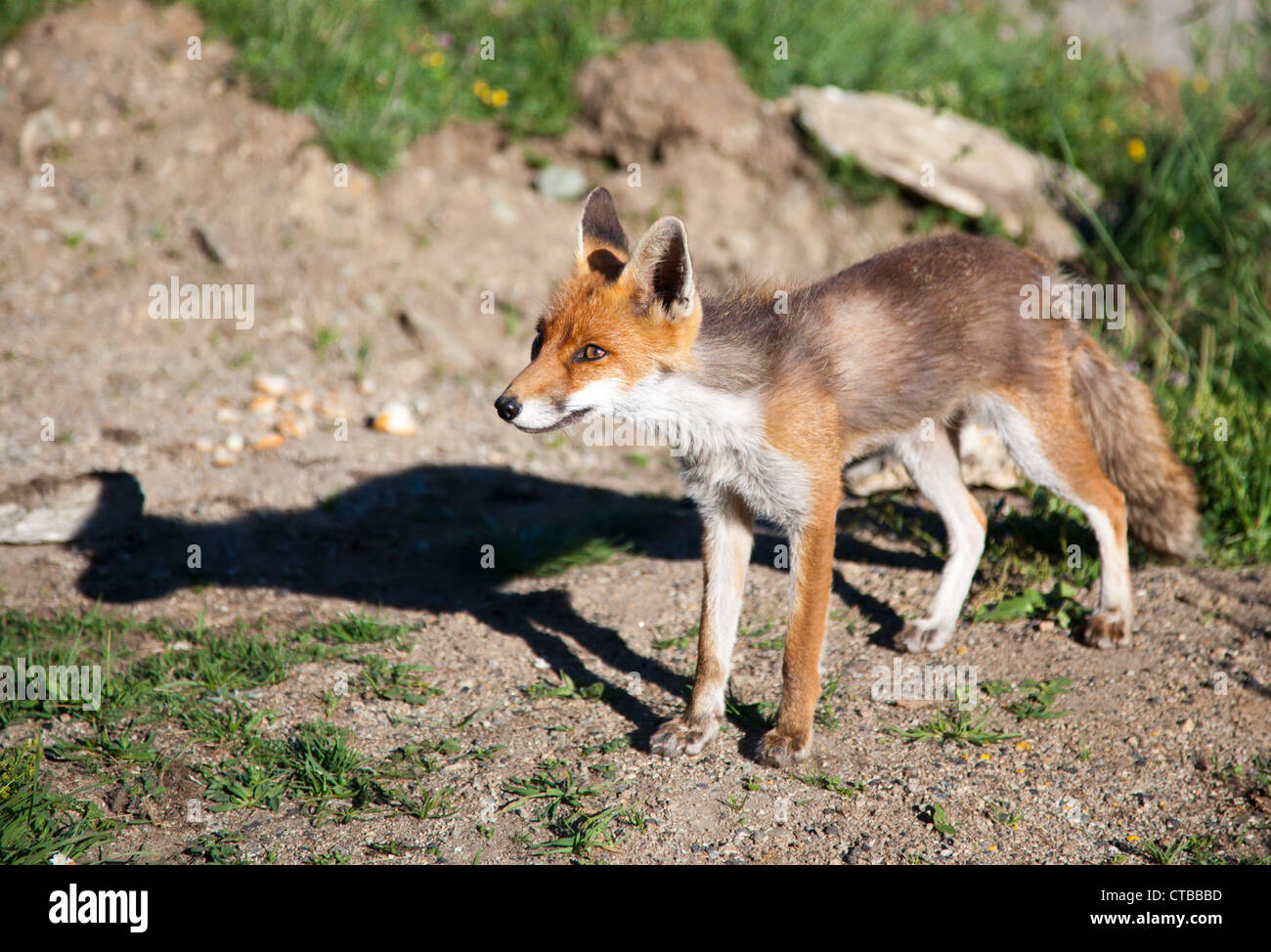 Red fox in clearing hi-res stock photography and images - Alamy
