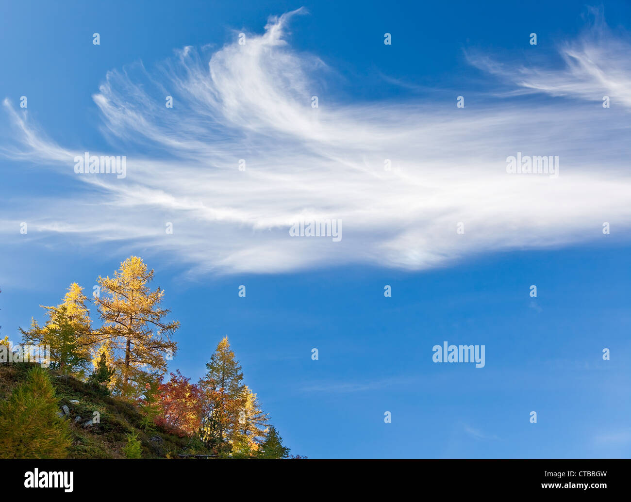 Larch trees over blue sky with delicate cirrus clouds Stock Photo - Alamy