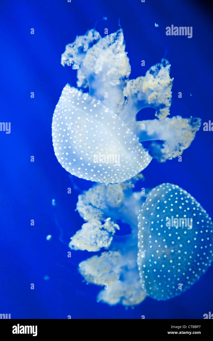 Jellyfish Phyllorhiza punctata species jellyfish also known as Australian spotted jellyfish White-spotted jellyfish Stock Photo