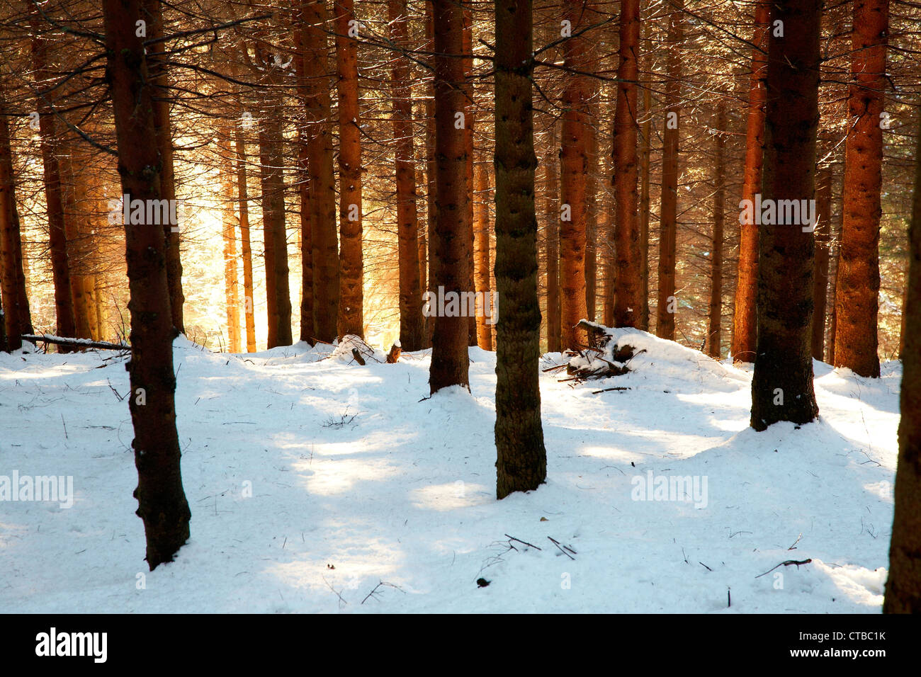 Pine trunks, winter season, horizontal orientation Stock Photo