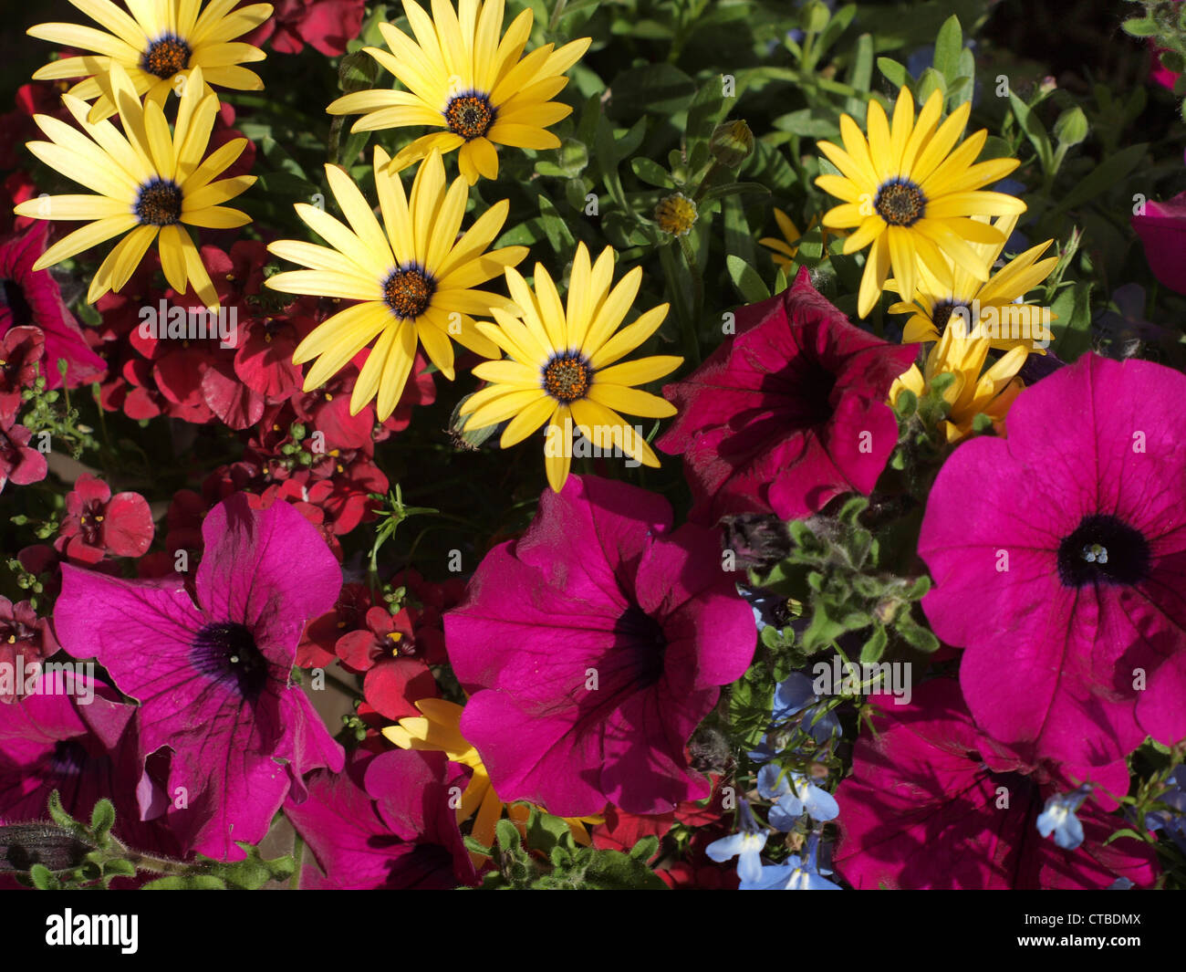 Blooms garden centre hi-res stock photography and images - Alamy